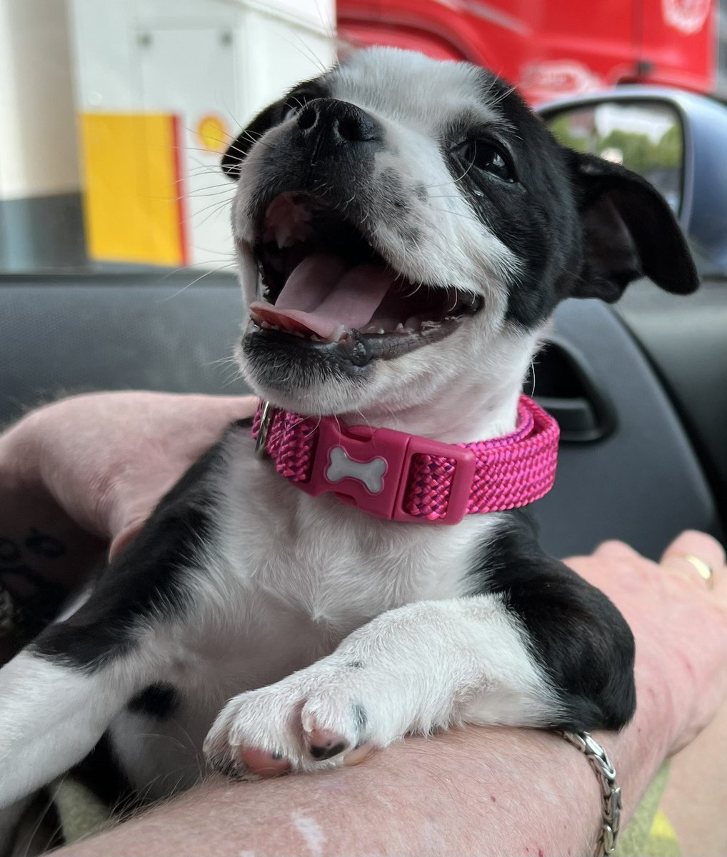 Twitter please meet Betty👋❤️

She’ll never ever replace Kaiser or Missy but I’m hoping she’ll mend my broken heart❤️❤️❤️

#staffies #puppies #puppy #dogs #DogsofTwittter #WelcomeHome #dogslife