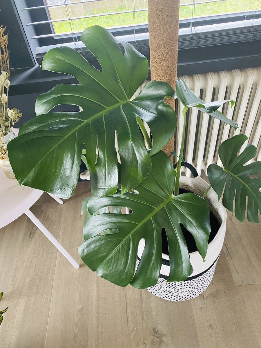 RoosTante's tweet image. Of ik net de mama plant van deze knapperd in 9 mama’s heb geknipt? 

Misschien 

#trailanderror #monstera