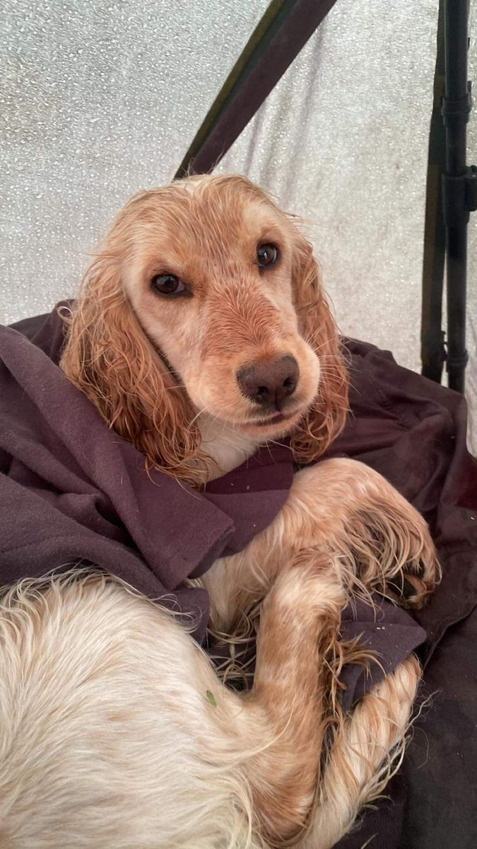 AdoptionsUk's tweet photo. Please retweet to help find the owner OF THIS STRAY DOG FOUND #WEELEY #ESSEX #UK 

FOUND 29 MAY 

CONTACT 👇
https://t.co/zGEKwHQAL0
#dogs @rosiedoc666 @DogslostUK  #pets https://t.co/irkBU8bxjO