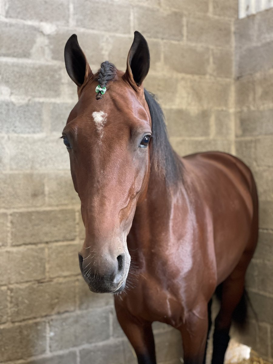 liindabergqvist's tweet photo. Min fina Beat Generation. 4a på 10.7 med galopp i Fyraåringseliten under Elitloppssöndagen 💗 Finns inte ord för hur mkt jag kommer sakna honom o de andra när jag nu gjort min sista dag hos Team Westholm efter nästan 4 år. Tack för allt mina fina vänner 💞 https://t.co/XobppuXW6W
