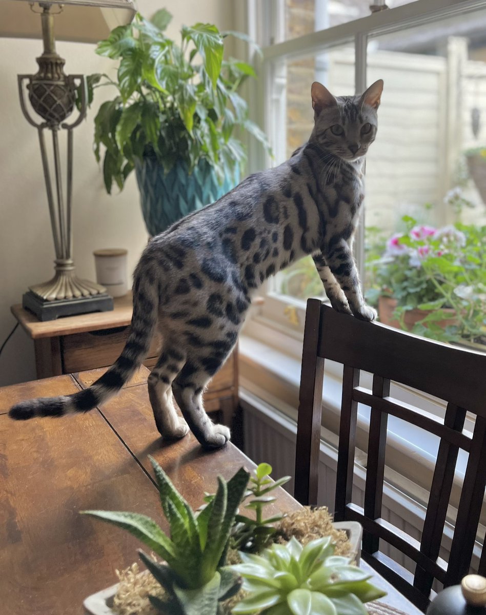 HuxandRosa's tweet photo. This weekend Mama & hoosis ran away from us to look after … A CAT!!!! She said she was helping a friend and little Mila is a kitten & couldn’t be left overnight … Hurumph … Mama cannot stop going on about how pretty she is … #minileopard #cutekitten #howdareshe #kitten https://t.co/lfFyrpJlbU