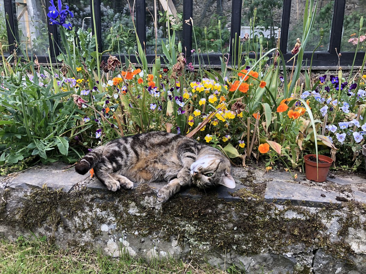 1CatShepherd's tweet photo. Lovebug Ovenmitt amongst the pansies https://t.co/Ht32uaVsRr