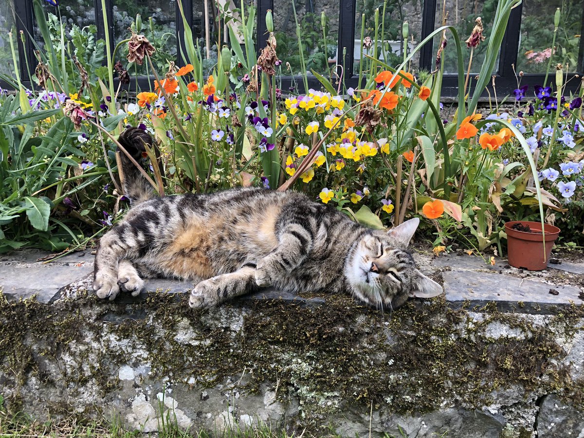 1CatShepherd's tweet photo. Lovebug Ovenmitt amongst the pansies https://t.co/Ht32uaVsRr