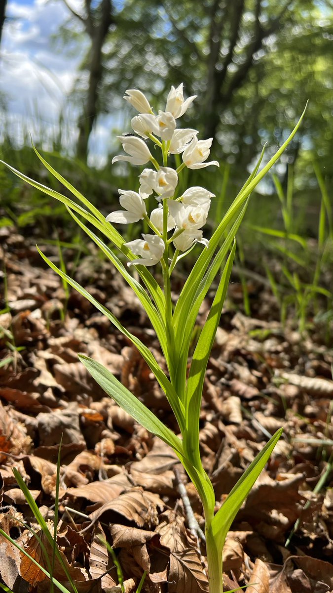 botany_beck's tweet photo. I can’t tell you how bowled over I was by this beauty - I mean just look at it! 😍 It seems too exotic for Britain! Sword-leaved Helleborine, Cephalanthera longifolia, sadly one of our most threatened orchids which has seriously declined in the last 30 years. #WildflowerHour https://t.co/stSWSV0vxq