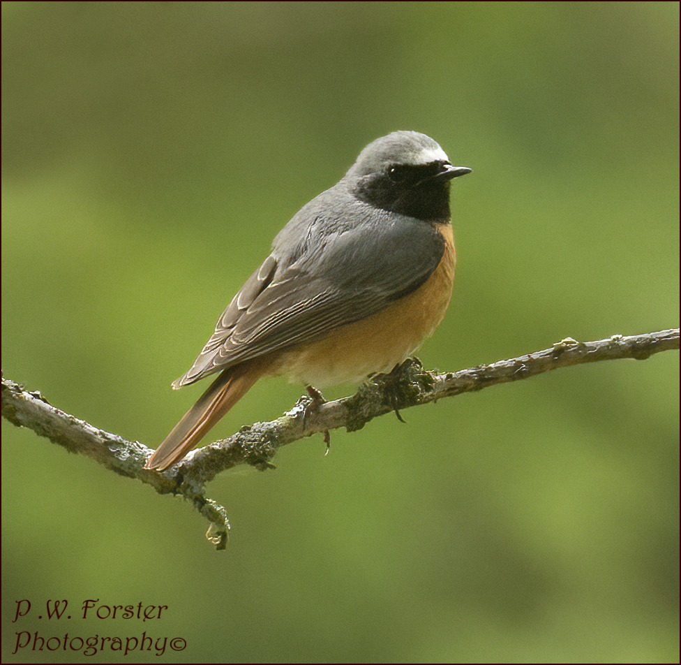 Redstart Today NYmoors 
#nodrivalpost
@teesbirds1 @WhitbyNats @nybirdnews @WildlifeMag @Natures_Voice @wildlife @ynuorg @clevelandbirds @teeswildlife @TeesCoast @DurhamBirdClub @TeesmouthNNR @Waderworld1 @WaderStudy @RSPBSaltholme #redstart