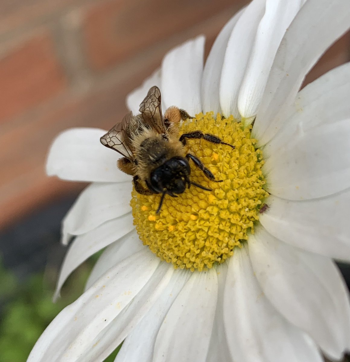 Tern_the_page's tweet photo. Look at its wings! #Bee #BeeFace @BumblebeeTrust #365DaysWild https://t.co/cTqnh8x2b1