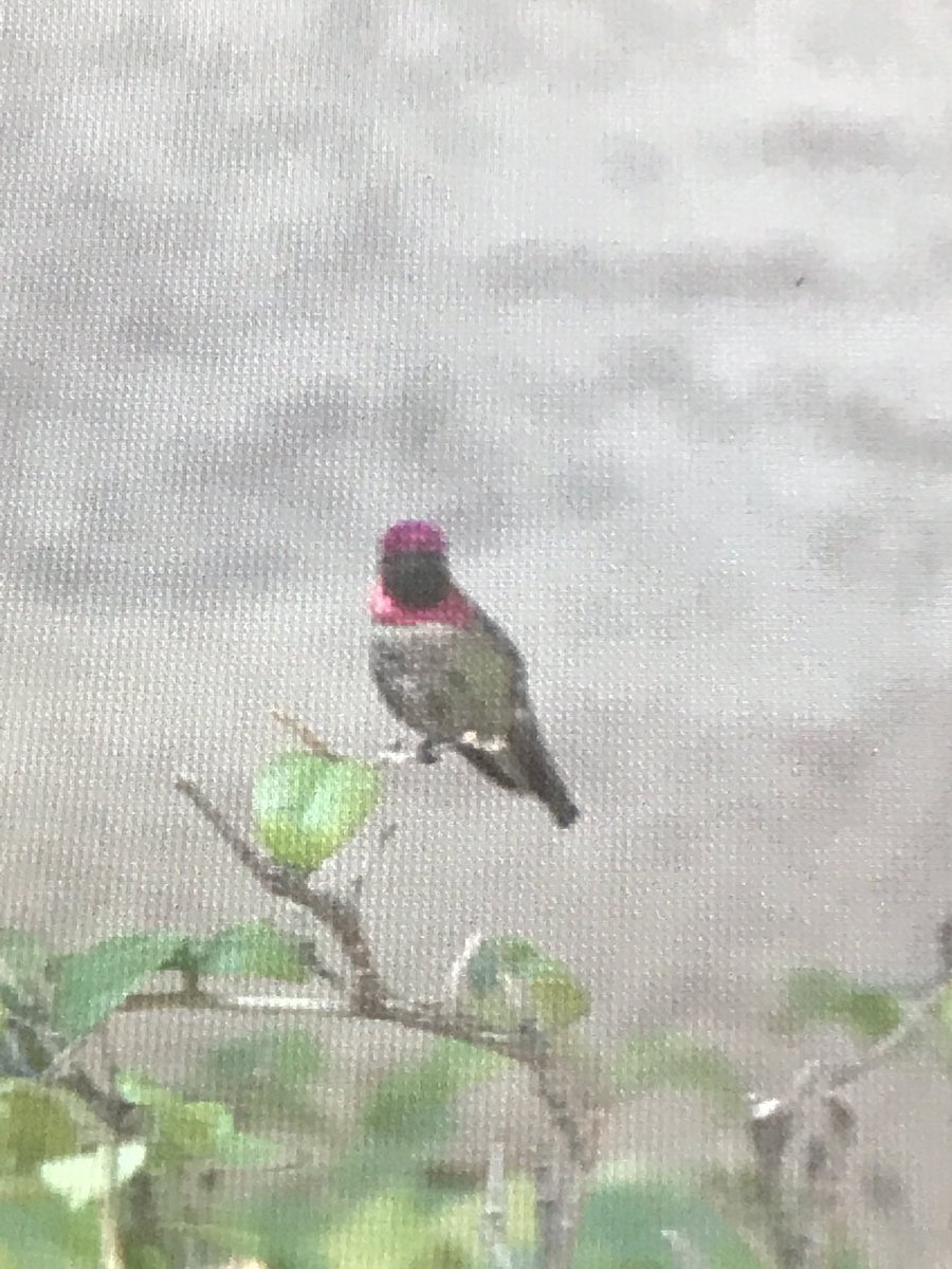 rddewing1's tweet photo. Anna’s male guarding our hummingbird feeders and catching bugs occasionally.  About 25ft from feeders and a great all direction view of all intruders!  Have not seen any females or other males for a couple weeks at feeder. https://t.co/GUHuw0KRIM