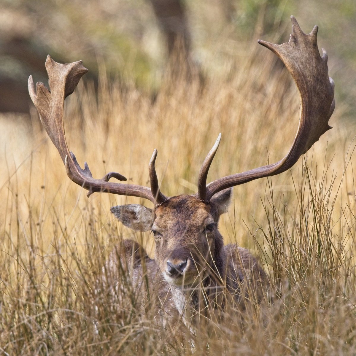 iceman_images's tweet photo. #deer #newforest https://t.co/eMuXU3OOpg