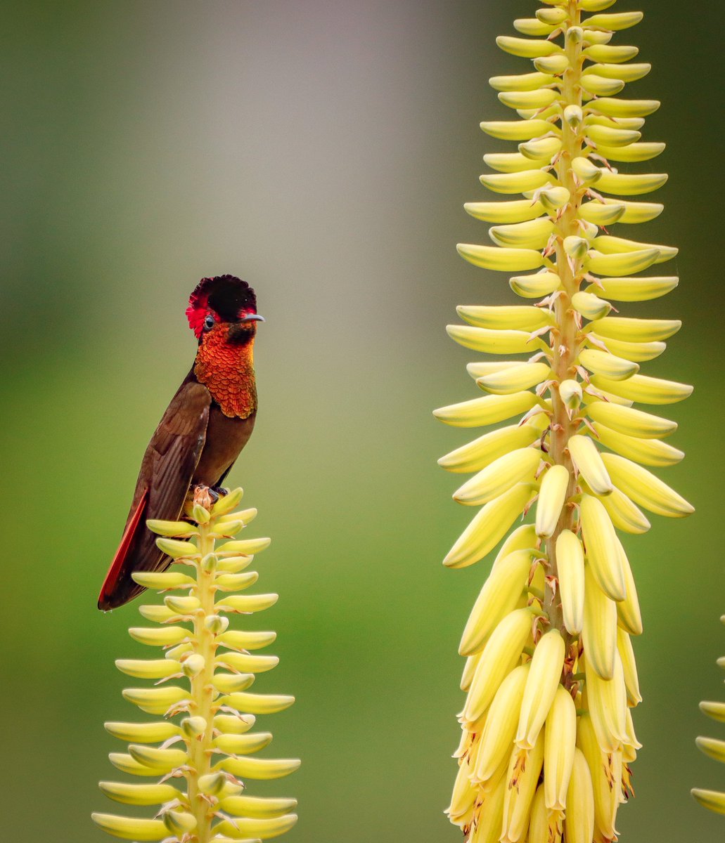 Heiler Uribe Nature Photography tweet media