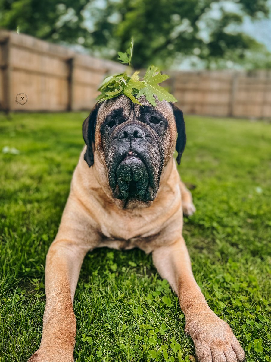 It’s been awhile! Happy weekend y’all!!! #dogsoftwitter #weekendvibes #twitterdog #SundayMotivation