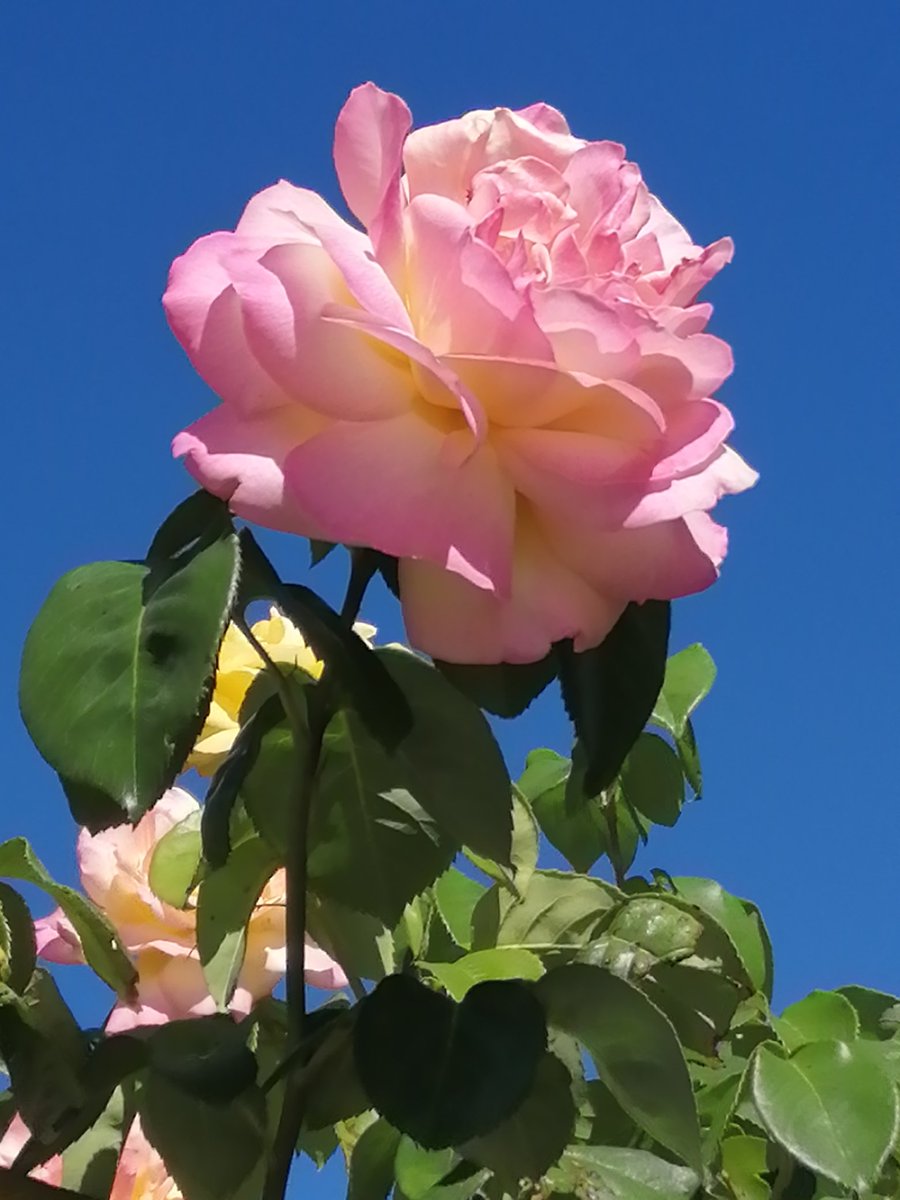 BabetteMathieu1's tweet photo. Roses du jardin 😊🌺😉(📷perso) https://t.co/RDx9sJHuiT