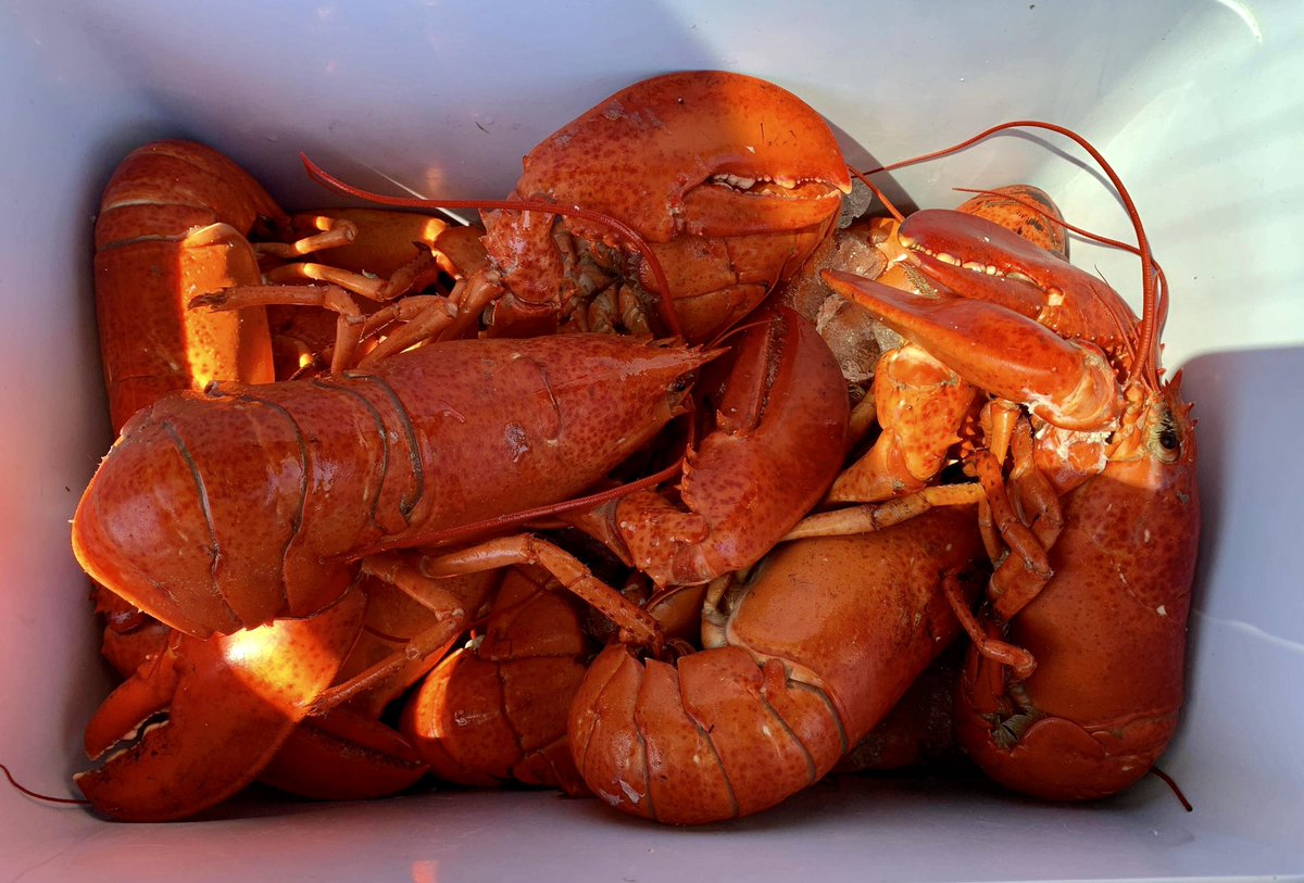 PQMiramichi's tweet photo. Took a feed of Escuminac lobster over to Fredericton for Liam and his roommate. They were unreal. #DeliciousBastards #Escuminac #Miramichi https://t.co/Lm6m20pPKP