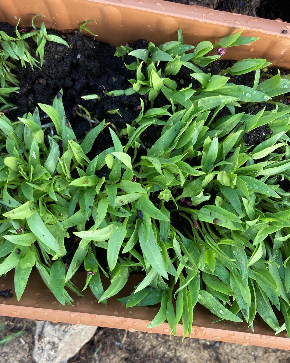 Kooperatif bünyesinde üretilen  fide türlerinin satışı başlamıştır. Çamlıtepe köyün de  yer alan bostan alanımızda satış yapılacaktır. Aşağıda yer alan irtibat numarasını arayarak bilgi alabilirsiniz. 📢📢

Bilgi için➡️0539 886 7988