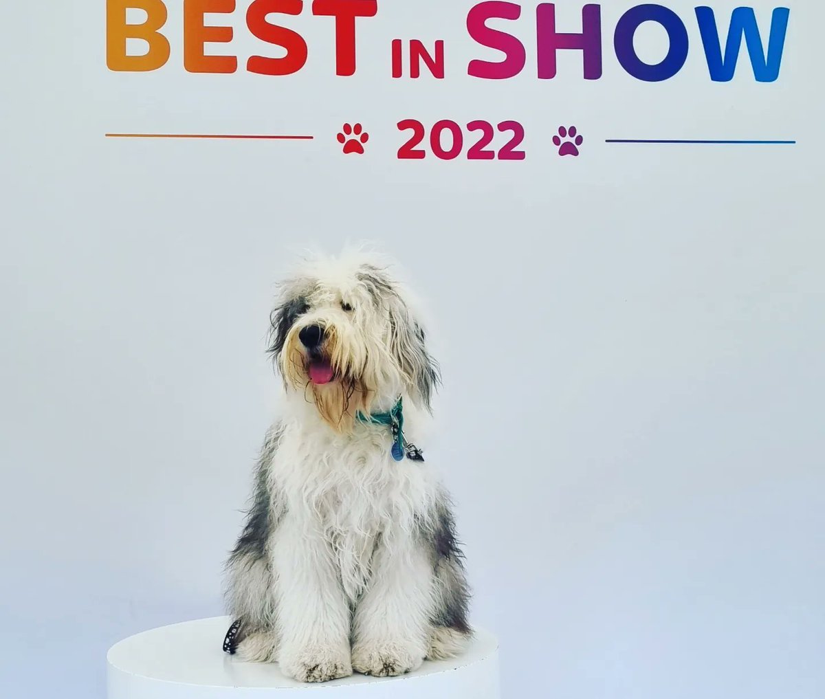 mrspuncherella's tweet photo. So much fun at #Goodwoof crossing paws we win at #SKYGLASSATGOODWOOF ❤️🐾 https://t.co/m1cUWXQVDj