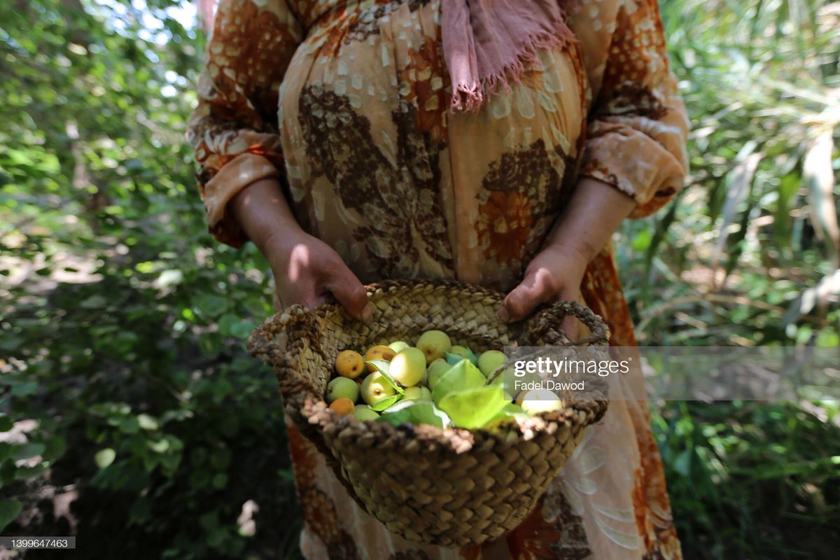 fadelldawod's tweet photo. Harvesting Apricots In Egypt

AL QALYUBIA, EGYPT - MAY 27: A worker collects apricots from the trees on May 27, 2022 in Al Qalyubia Governorate, Egypt.(Photo by Fadel Dawod/Getty Images) https://t.co/XuQN2KLl5L