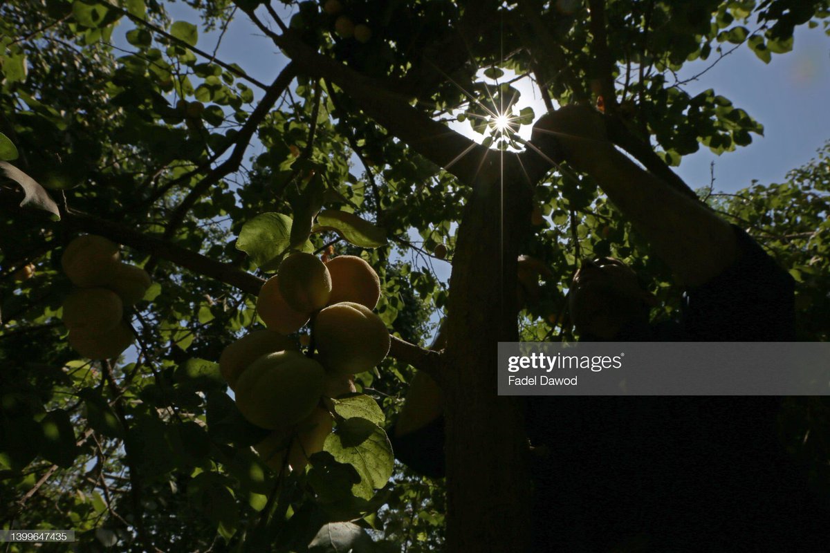 fadelldawod's tweet photo. Harvesting Apricots In Egypt

AL QALYUBIA, EGYPT - MAY 27: A worker collects apricots from the trees on May 27, 2022 in Al Qalyubia Governorate, Egypt.(Photo by Fadel Dawod/Getty Images) https://t.co/XuQN2KLl5L