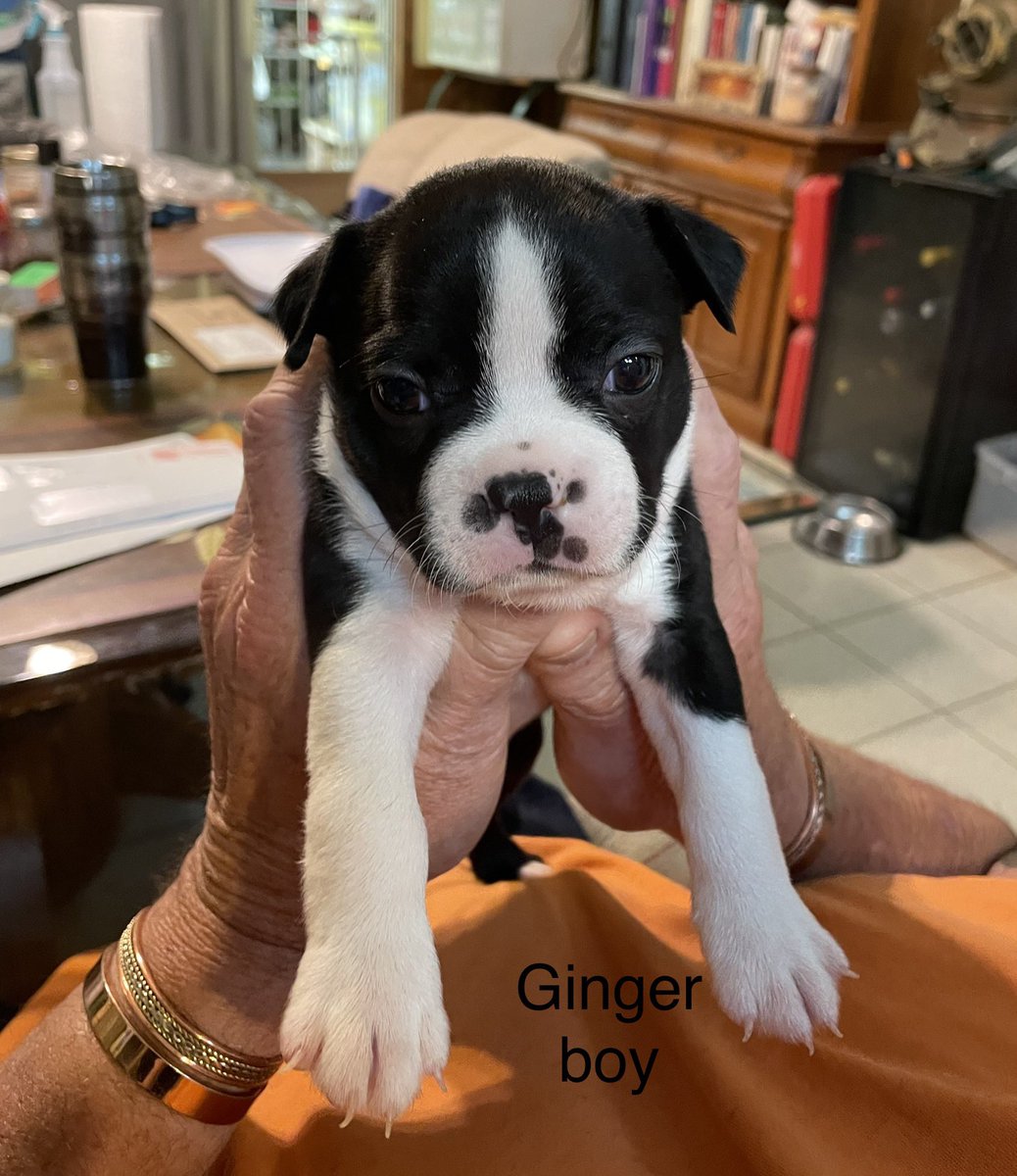 tennbostons's tweet photo. I have 3 Boston’s puppies left. 2 girls and 1 boy. Beautiful markings and sweet as can be , 6 weeks old. Will be ready June 11th. Email if interested ervin0516@gmail.com https://t.co/QrOYTIudsC