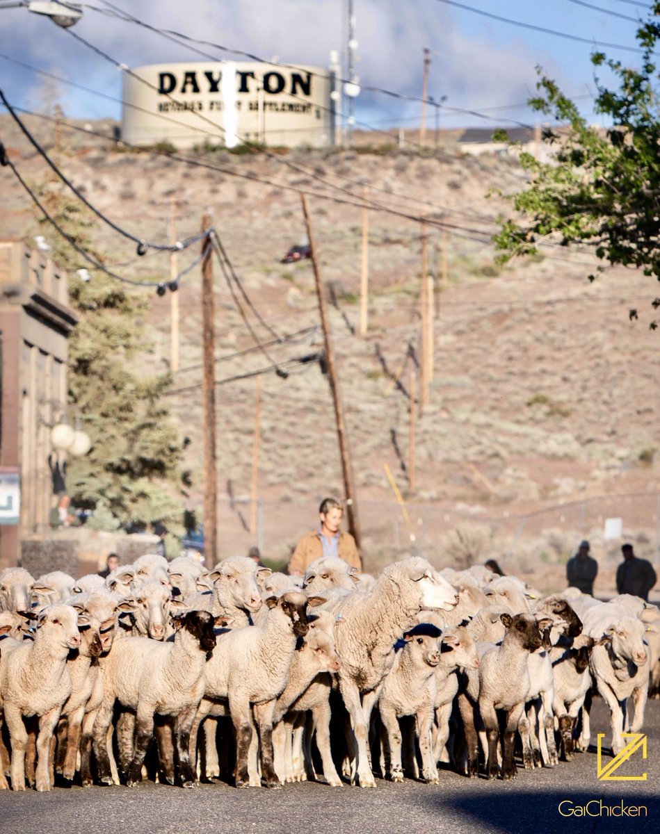 GaiChicken's tweet photo. Borda Ranch Lambs in downtown Dayton, Nevada, this morning. “Making my way downtown, walking fast, faces pass and I'm homebound.” #MakingMyWayDowntown #DaytonNevada #Nevada https://t.co/DSrKSHdXen