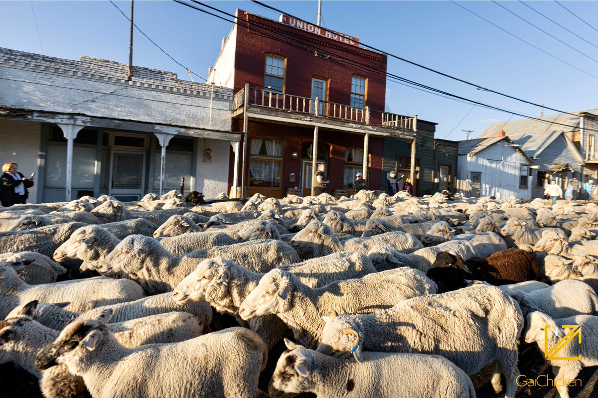 GaiChicken's tweet photo. Borda Ranch Lambs in downtown Dayton, Nevada, this morning. “Making my way downtown, walking fast, faces pass and I'm homebound.” #MakingMyWayDowntown #DaytonNevada #Nevada https://t.co/DSrKSHdXen