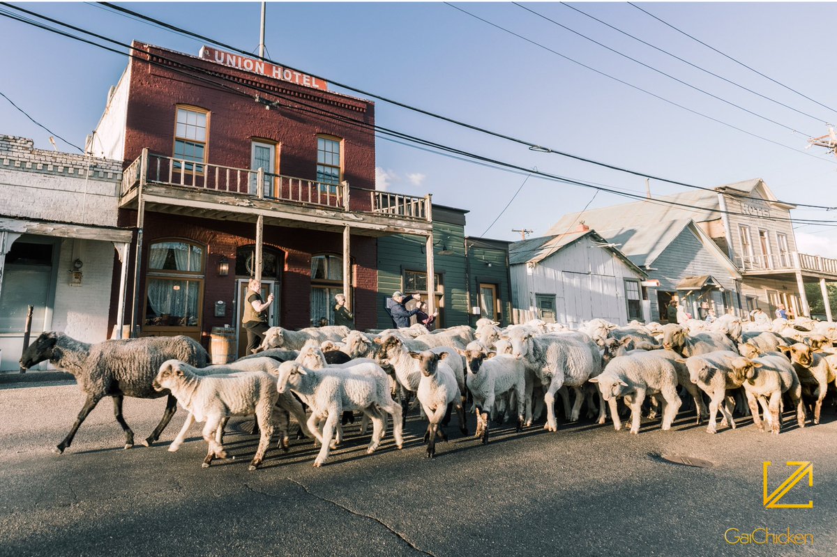 GaiChicken's tweet photo. Borda Ranch Lambs in downtown Dayton, Nevada, this morning. “Making my way downtown, walking fast, faces pass and I'm homebound.” #MakingMyWayDowntown #DaytonNevada #Nevada https://t.co/DSrKSHdXen