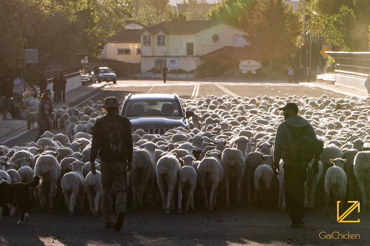 GaiChicken's tweet photo. Borda Ranch Lambs in downtown Dayton, Nevada, this morning. “Making my way downtown, walking fast, faces pass and I'm homebound.” #MakingMyWayDowntown #DaytonNevada #Nevada https://t.co/DSrKSHdXen