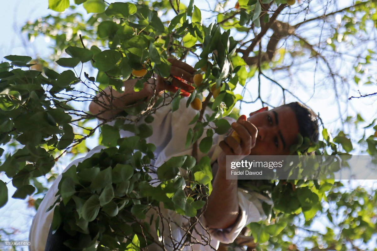 fadelldawod's tweet photo. Harvesting Apricots In Egypt

AL QALYUBIA, EGYPT - MAY 27: A worker collects apricots from the trees on May 27, 2022 in Al Qalyubia Governorate, Egypt.(Photo by Fadel Dawod/Getty Images) https://t.co/Q49k6N9D82