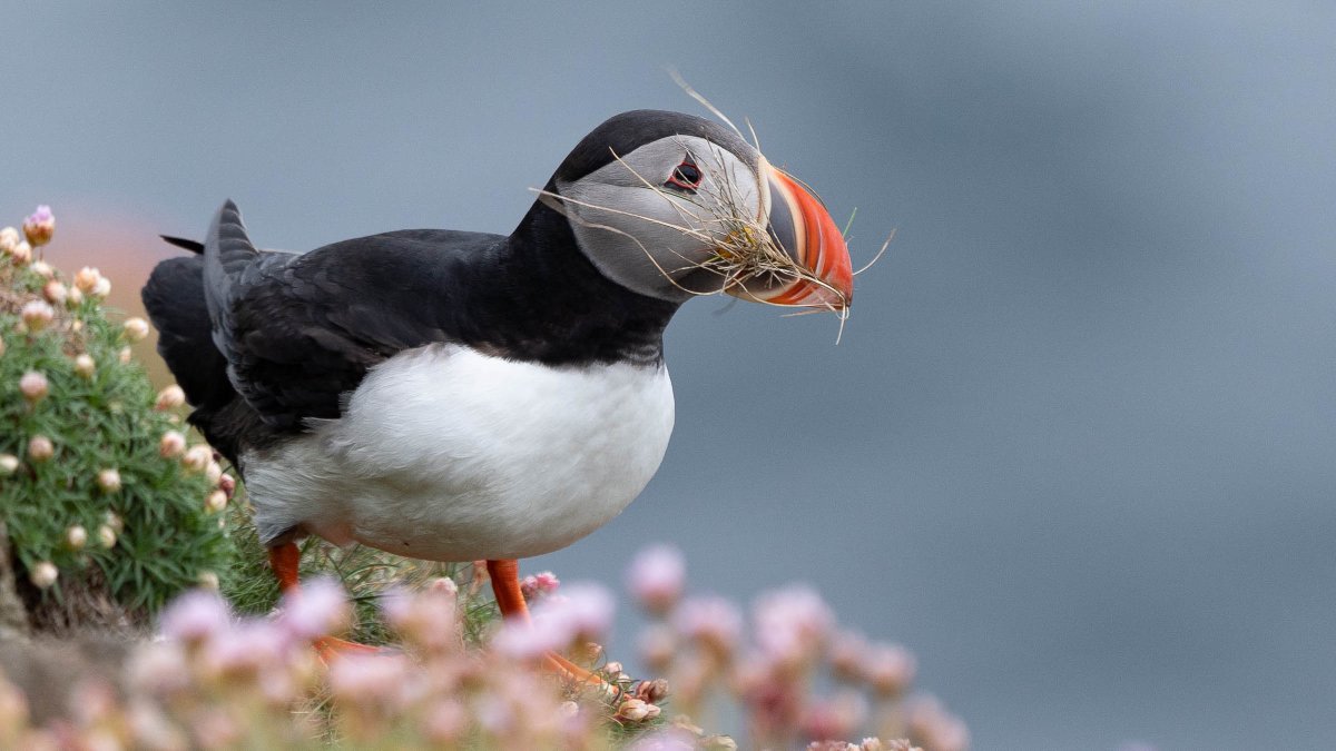 rossmackenzie's tweet photo. A 4-auk walk from the Jarlshof to @SumburghHead (lots of puffins, razorbills, guillemots and black guillemots) #Shetland #favouritewalk #NationalWalkingMonth https://t.co/3YgX5tAWIc