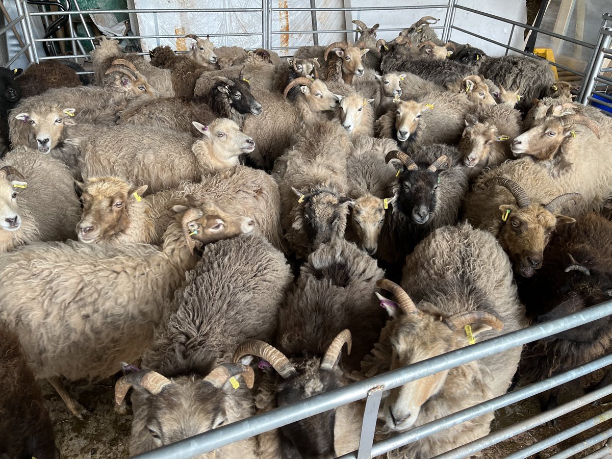 mike_hannay's tweet photo. A big day at the farm.  Shearing is a long day for everyone.  Some lovely fleeces of “many colours” from the North Ronaldsay flock ⁦@SerafeenaH⁩ https://t.co/UEV6jmJaNl