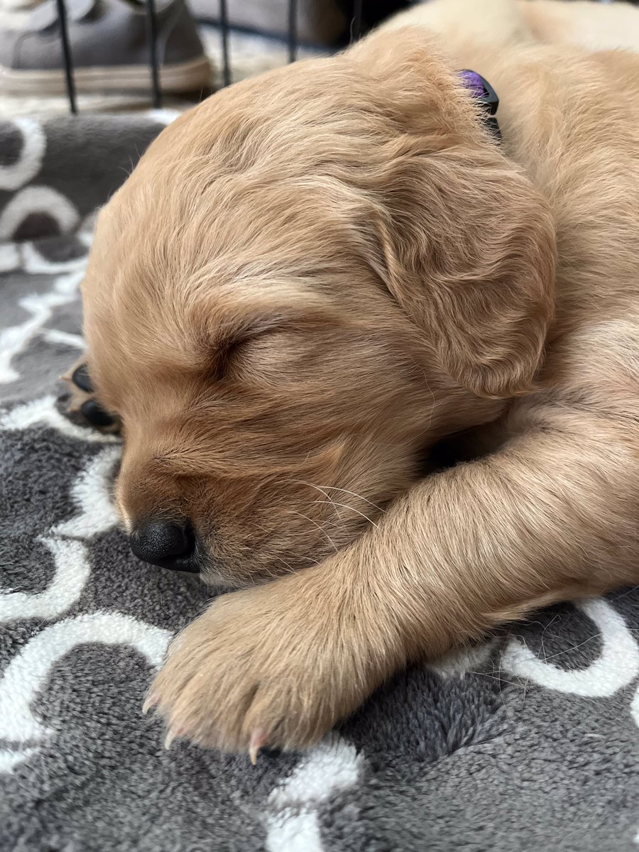 <a href="/aguyandagolden/">AGuyandAGolden</a> I will be getting a new granddogger, Duke, on July 2nd. 💙