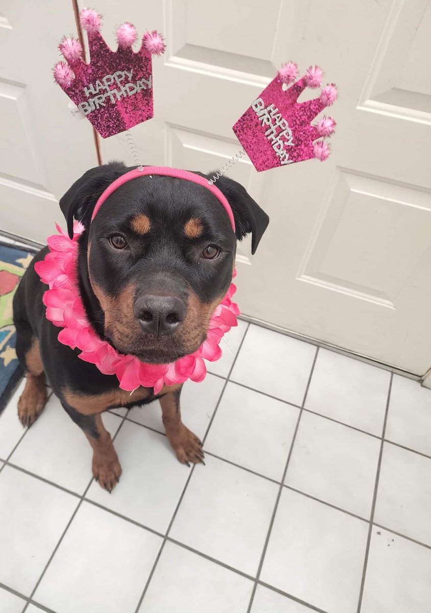 plastcwarrior05's tweet photo. My dog b day https://t.co/3mRykvo2Vv
