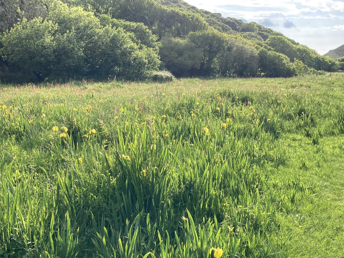 Field full of yellow irises on the way down to the sea.