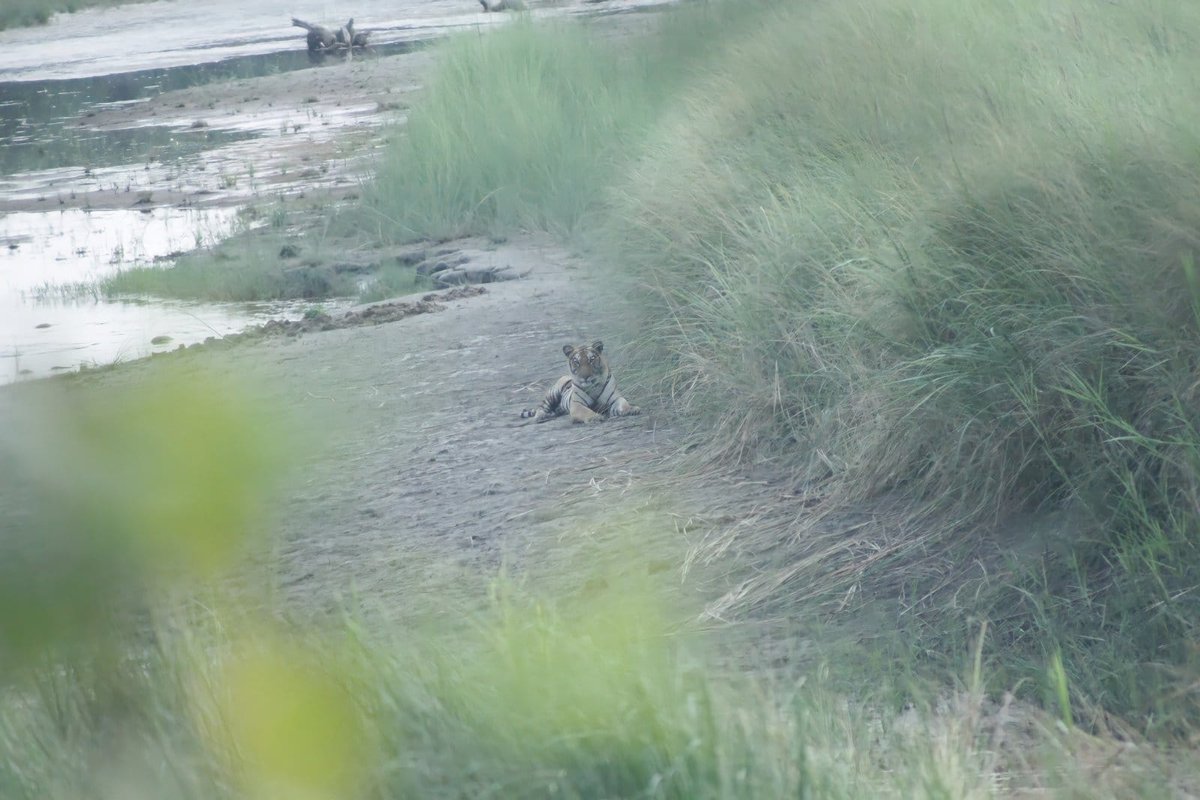 Dhorelimitra's tweet photo. Feeling proud to see a  tiger in Bardia National Park https://t.co/fbhXvAGW6T