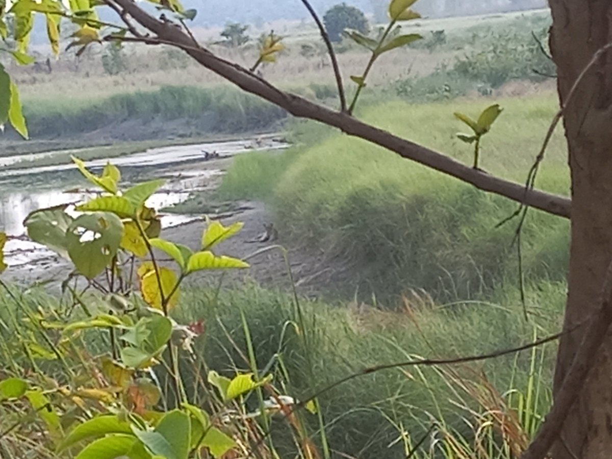 Dhorelimitra's tweet photo. Feeling proud to see a  tiger in Bardia National Park https://t.co/fbhXvAGW6T