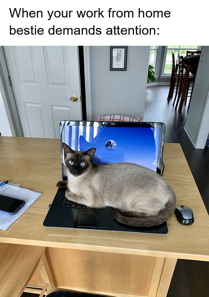 Litterbox tweet media