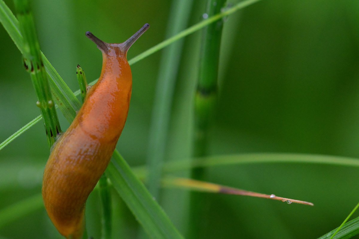 Slugs are an important part of the ecosystem and food web. To ensure slugs won’t eat your plants, try planting  shrubby or woody plants, or those with waxy or furry leaves which are less attractive to slugs.

ow.ly/ejws50J8bf5