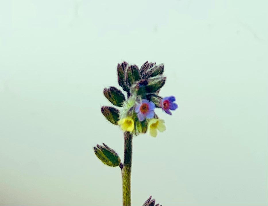 SkylarkArtist's tweet photo. Wow..!
the changing forget-me-not
#myosotis #discolor #wild #Scotland @wildflower_hour
💙💓💙
💛🍃💛 https://t.co/v1erEdJ1OH