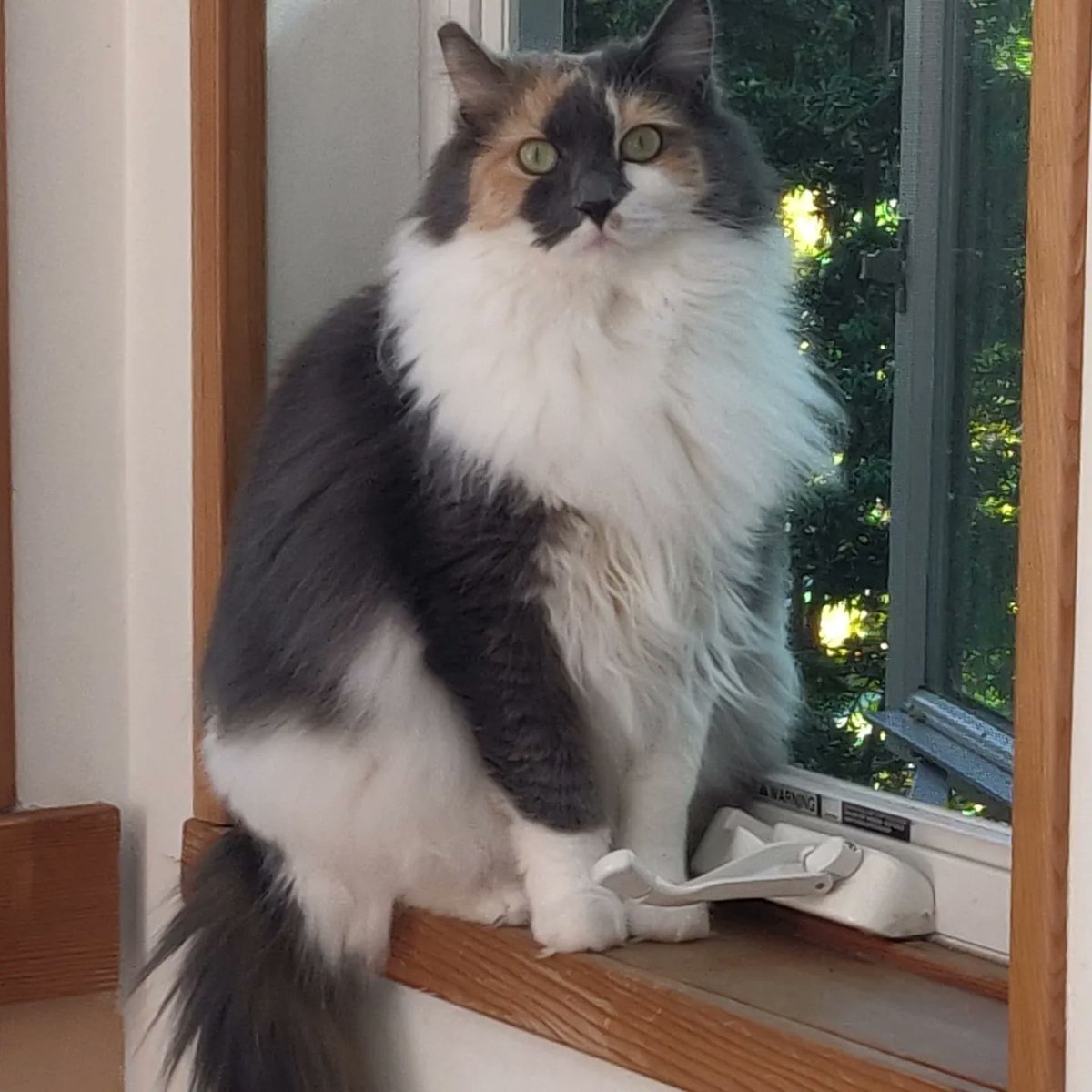 carriejyu's tweet photo. Love my #poorlydrawnpets portrait of our cat. Perfect capture of Izzy's fluffy circular shape! https://t.co/ILBghI6QQ6