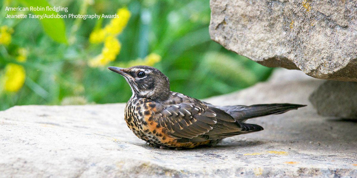 Here's how to tell the difference between a baby bird you should rescue and a baby bird you shouldn't: bit.ly/3wogiYG