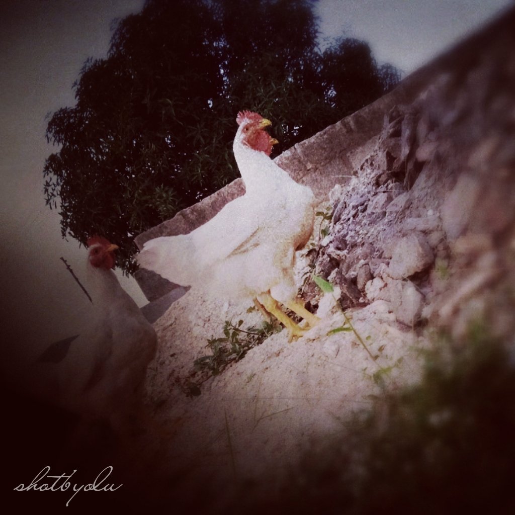 Olugraphics's tweet photo. I took some shots with my phone
#shotbyoly 📸
#vintage https://t.co/7sIKYuOynb