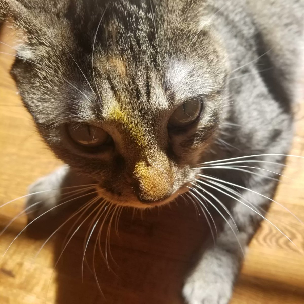 MSki81's tweet photo. Some people avoid pollen at all costs, but not the #TacticalCat. https://t.co/eqoG0dq4CP