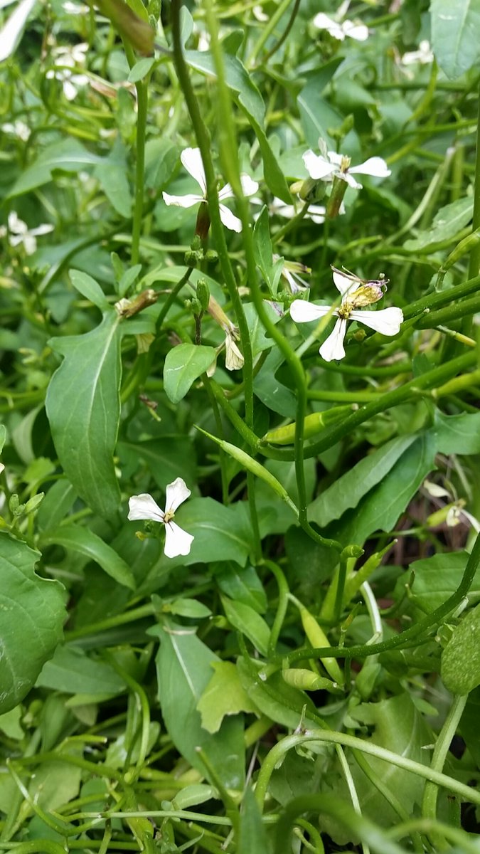Are your cilantro or arugula plants bolting (growing tall &amp; producing flowers)?  If so, harvest and use the leaves, but consider allowing a couple of plants to form fruit.  Why? They will eventually reseed themselves, and you'll have a new crop without having to buy more seeds!