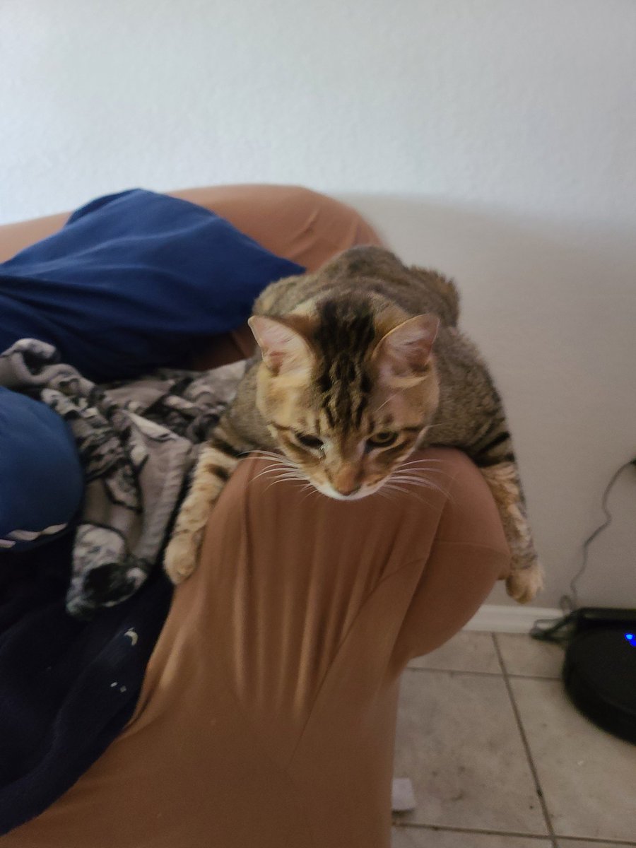 EvilMonkeyMama1's tweet photo. Mama kicked me off her lap so she could eat. How mean! So now I'm here doing a #couchwatch. #CatsOfTwitter https://t.co/gxBw3rLjvL