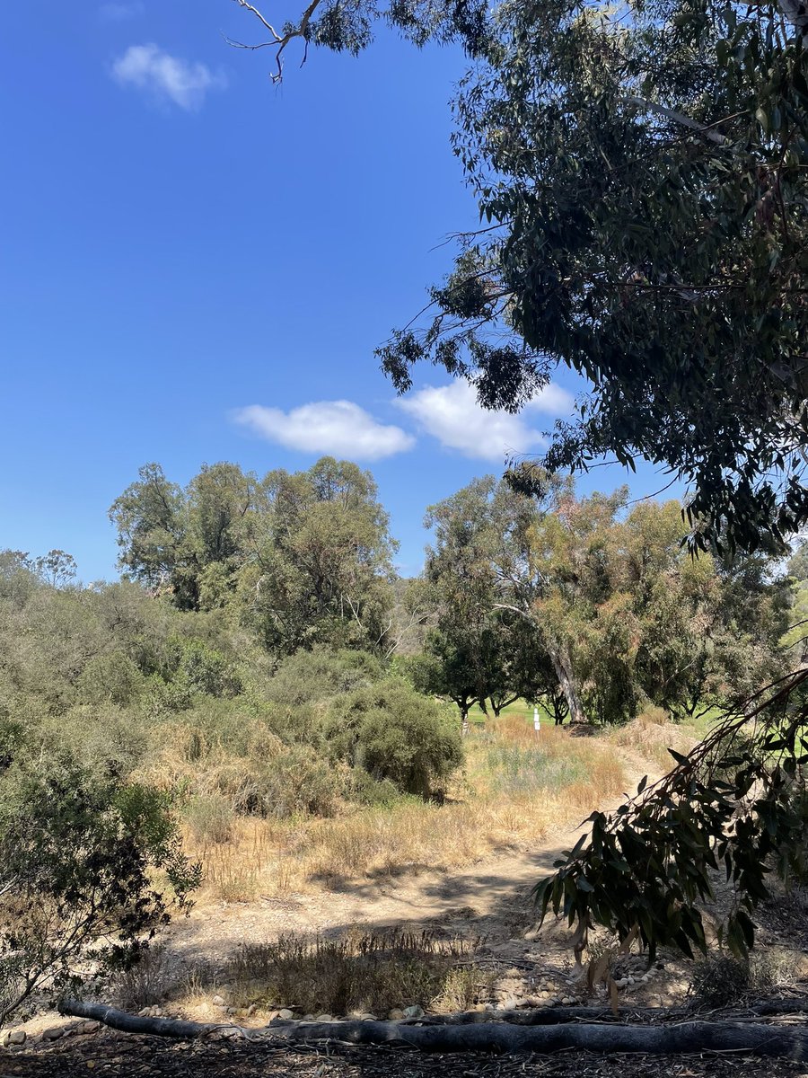 What are you noticing when you slow down, look into the sky, and the clouds are slowly passing by? #cloudwatching 

Quiet your #mind, connect to #nature, establish #roots. 🌵 #naturetherapy 🍁 #foresttherapy 🌳 #forestbathing 🌴 #naturebathing 🌻 #shinrinyoku 🌲 #rootsconnect 🌺