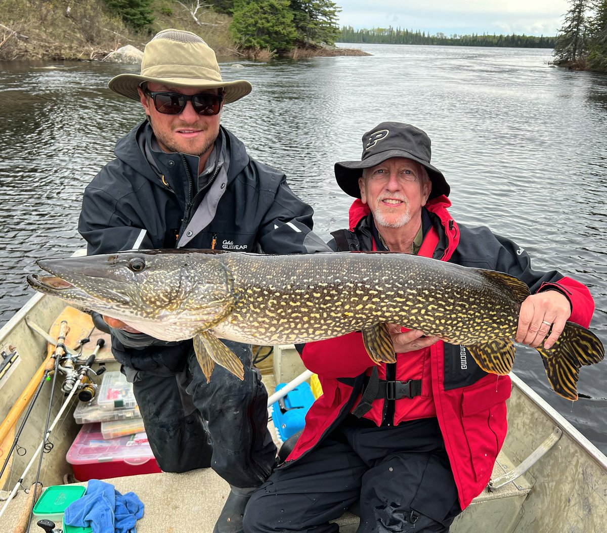 FishDogskin's tweet photo. Here’s a massive 44” Manitoba Monster northern from yesterday. Pike fishing has been spectacular this spring. Boilermakers representing!

#manitoba #manitobamonster #masterangler #dogskinlakelodge #travelmanitoba #catchandrelease #walleye #northern #pike #flyinfishing https://t.co/XEFA7yy1mk
