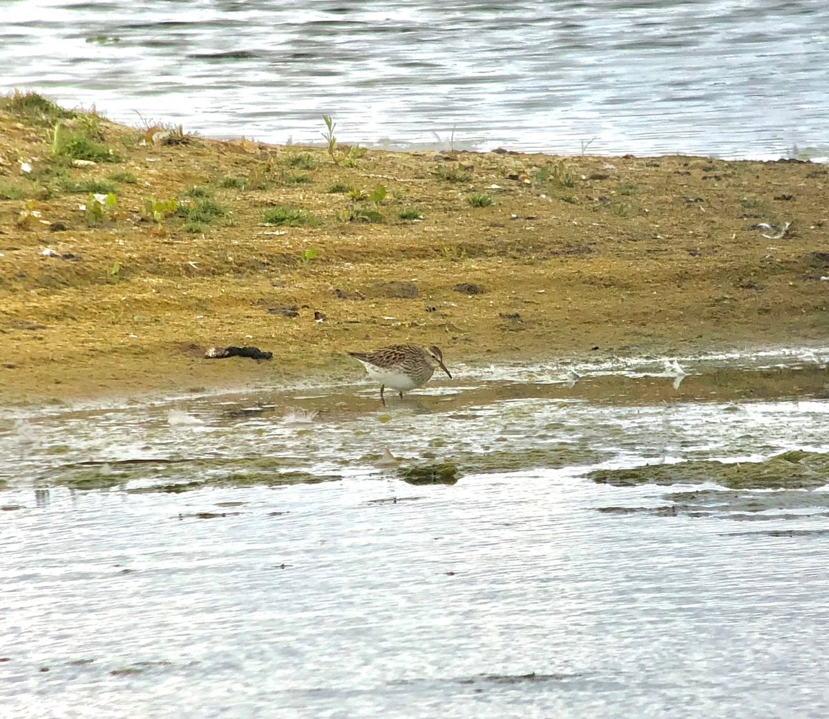 Phonescoped record shot of the Pectoral Sandpiper on the scrape at East Tilbury this morning