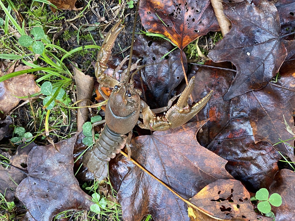 SampleRate's tweet image. Watch your step!