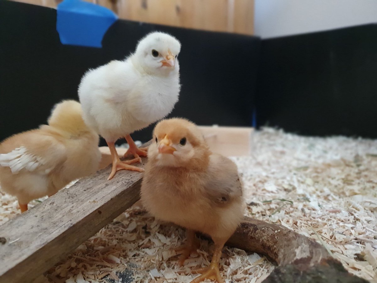 KWS_PrepSTEAM's tweet photo. These little chicks seem to have grown more every time I look at them. They are certainly making the Murphy household very happy! #chicks #STEAMeducation #STEMeducation https://t.co/2kid9pIUJy