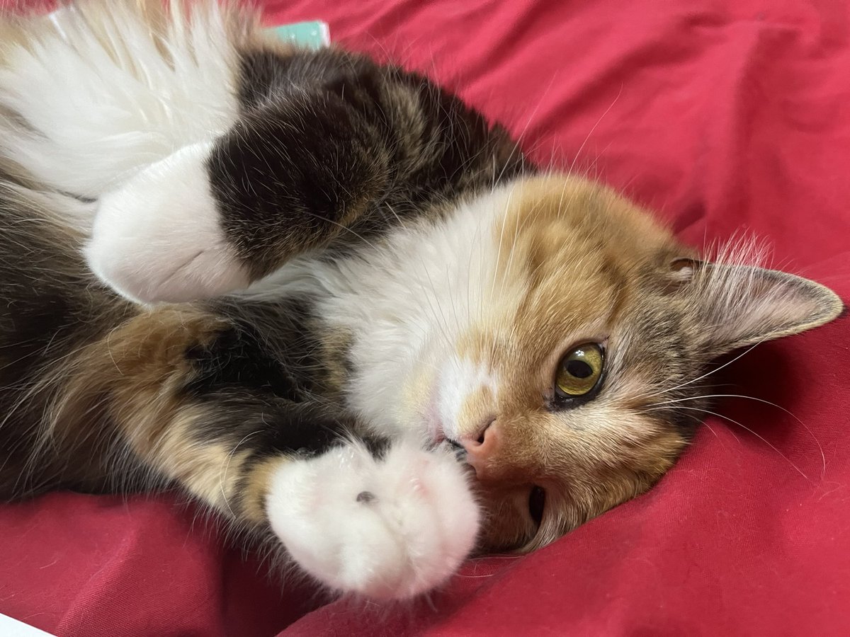 GemaInnes's tweet photo. @thekittenwinksy Millie ❤️ https://t.co/qpwDBomBbf