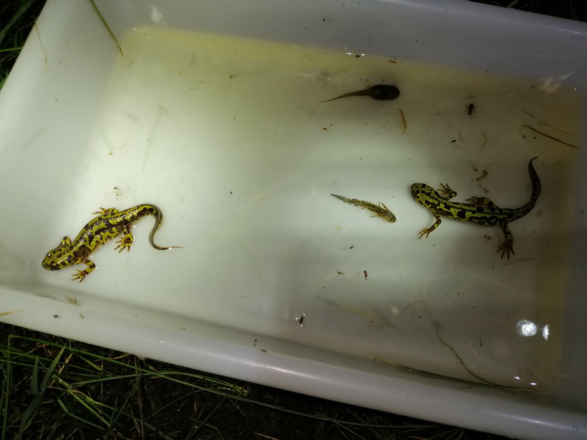 iberozoa's tweet photo. Algunas imágenes de las actividades de este finde: el jueves y el viernes impartimos un curso de #anfibios 🐸 con la Asociación Vida Silvestre Ibérica en su espacio apadrinado en El Cuadrón, como una de las medidas dentro del proyecto Libera de @SEO_BirdLife y @ecoembes https://t.co/WIfVzeBKjm