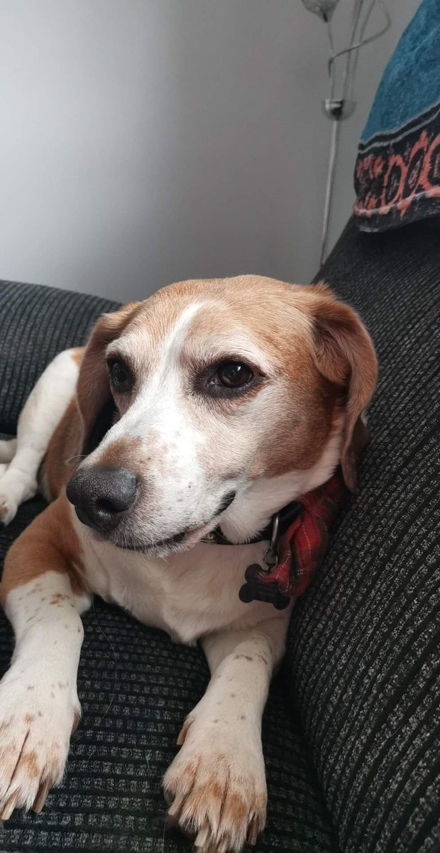 thevirtualbird's tweet photo. @rickygervais here's some heroin. His name is Benji. He will happily give you his kidney. X https://t.co/2pifIg2dDC